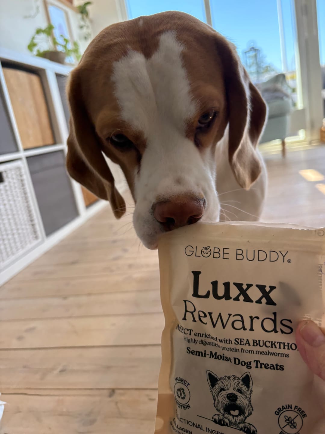 Customer photo review of Globe Buddy Brown, dansk super premium fuldfoder med insektprotein, 11,25 kg (3 x 3,75 kg), spar 15 %