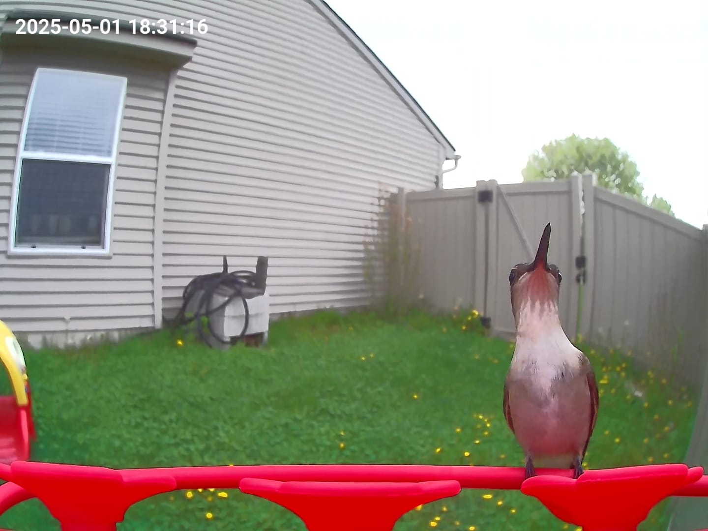Customer photo review of Birdfy Hum Feeder Duo - Hummingbird Feeder with Dual Camera