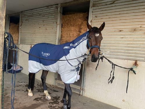 Customer photo review of Rambo Autumn Series Turnout