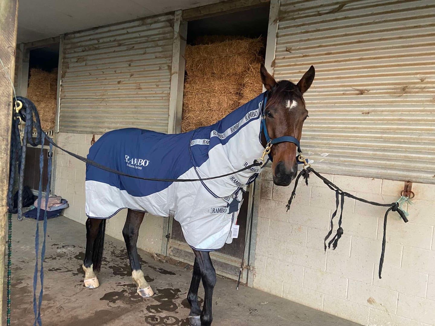 Customer photo review of Rambo Autumn Series Turnout