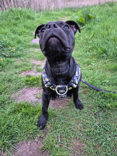 Customer photo review of Training Anti Pull TRI-Harness® | M-XL Breeds - Lightning