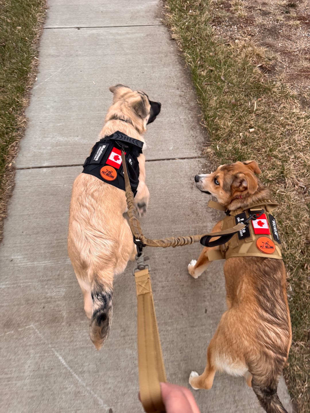 Customer photo review of Tactical No Pull Dog Harness v2