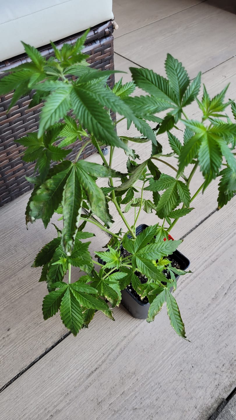 Customer photo review of Hanfstecklinge | Coconut Cloud