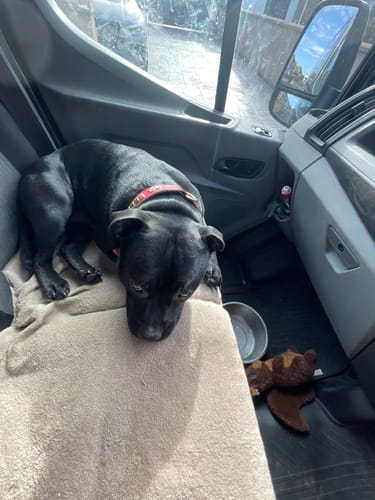 Customer photo review of Staffordshire Bull Terrier Collars