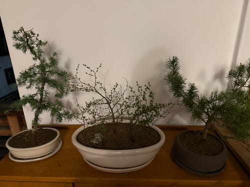 Customer photo review of TIGER CB® (substrato premium ad alte prestazioni)