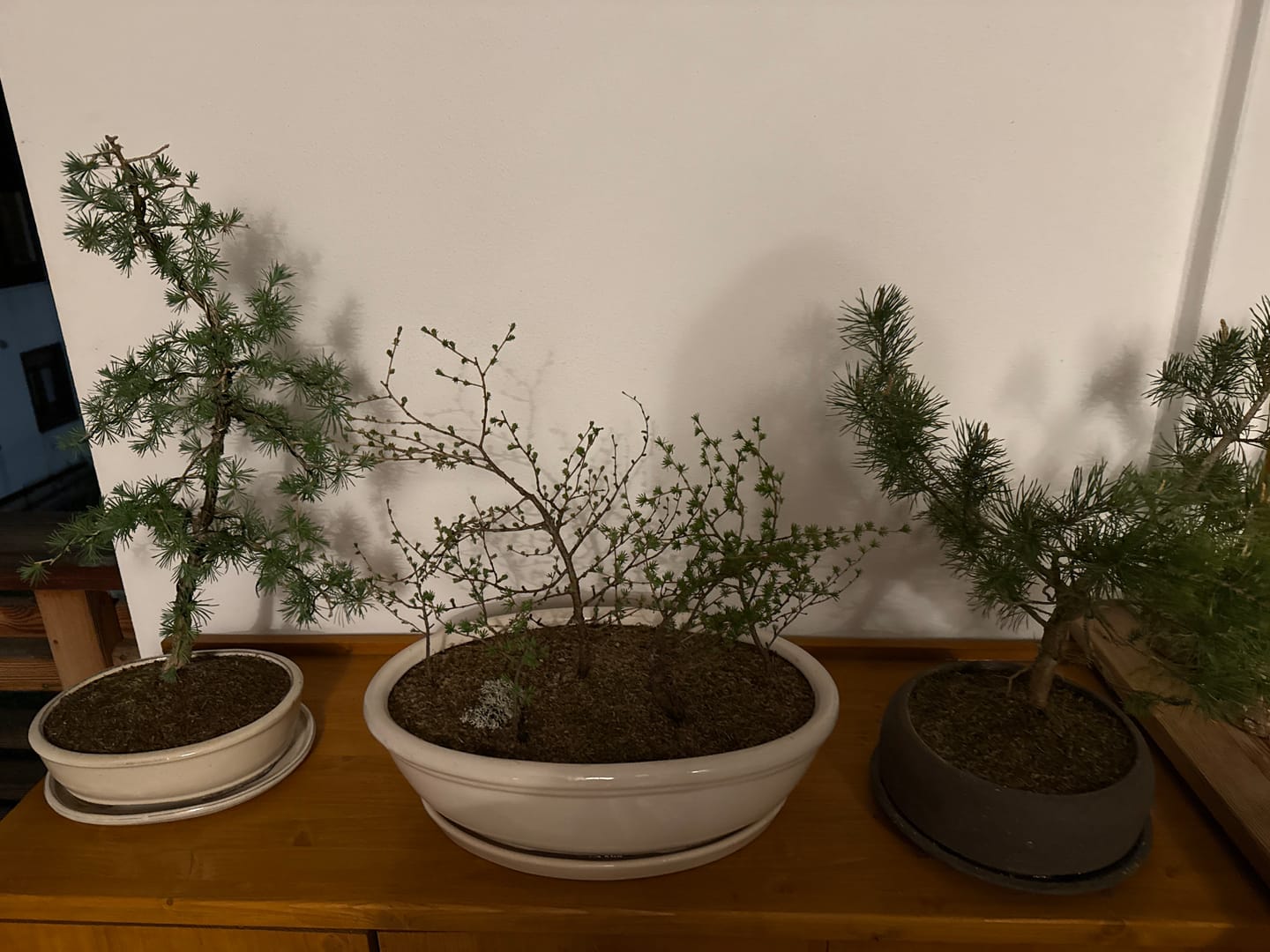 Customer photo review of TIGER CB® (substrato premium ad alte prestazioni)