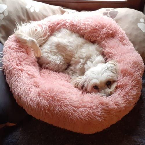 Customer photo review of Puppery Hundebett Wolke 7 - Das Original