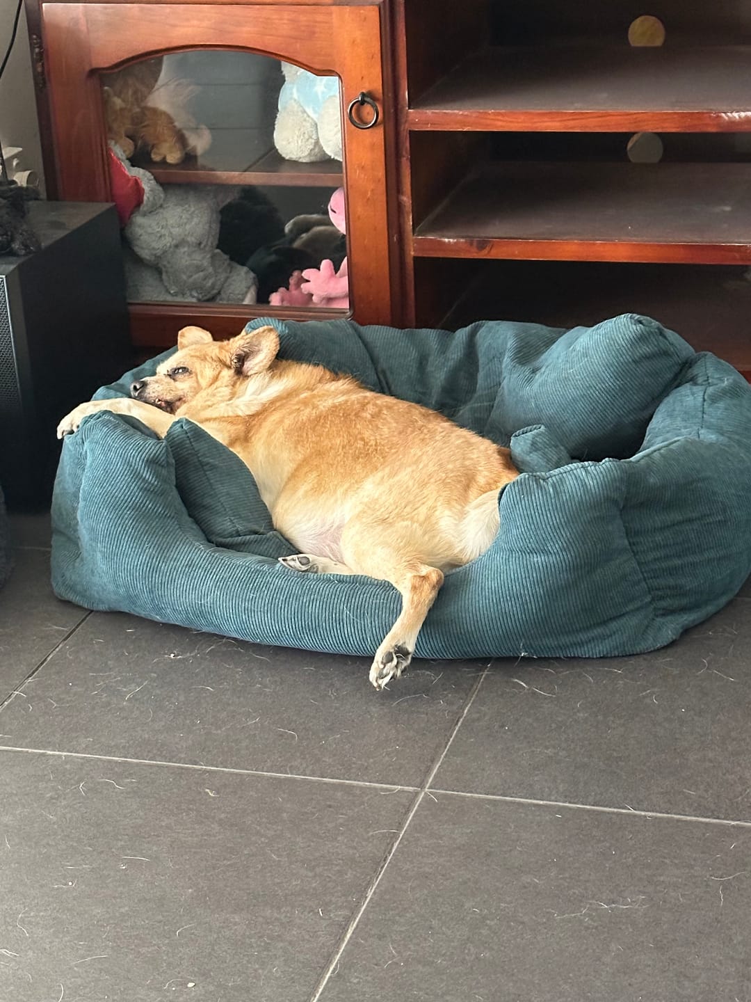 Customer photo review of PaWz Dog Car Booster Seat