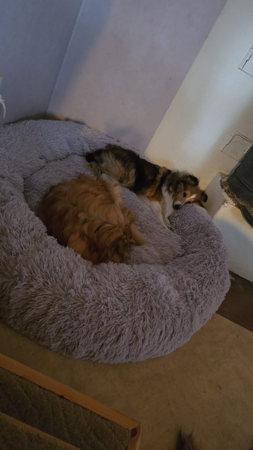 Customer photo review of CalmBlanket