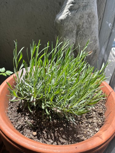 Customer photo review of Lavender Phenomenal 1 Gallon