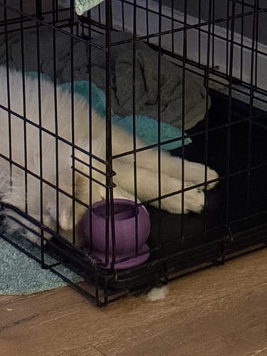 Customer photo review of Freezball - Durable Fillable Dog Chew Bone