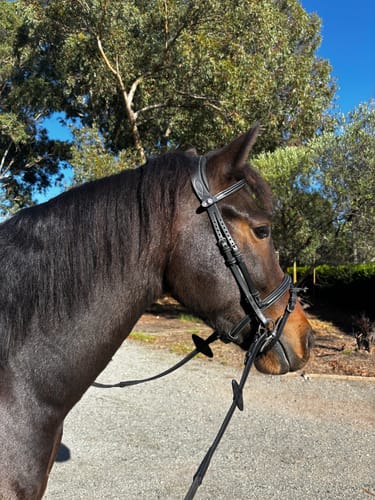 Customer photo review of PSOS Bridle Stockholm