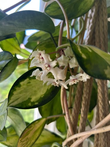 Customer photo review of Plant Food