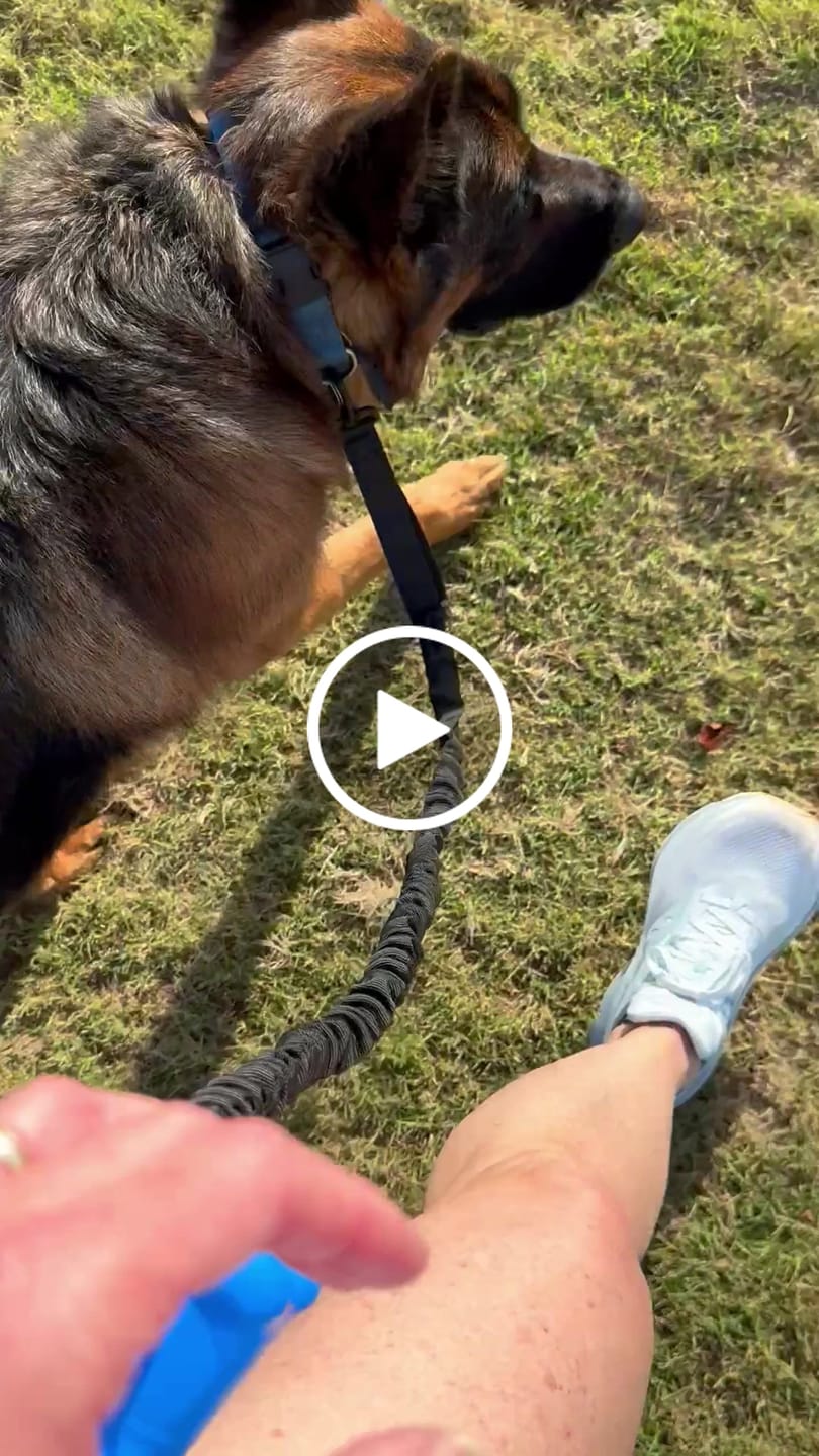 Customer video review of Heavy-Duty Double-Handle Tactical Bungee K9 Dog Leash