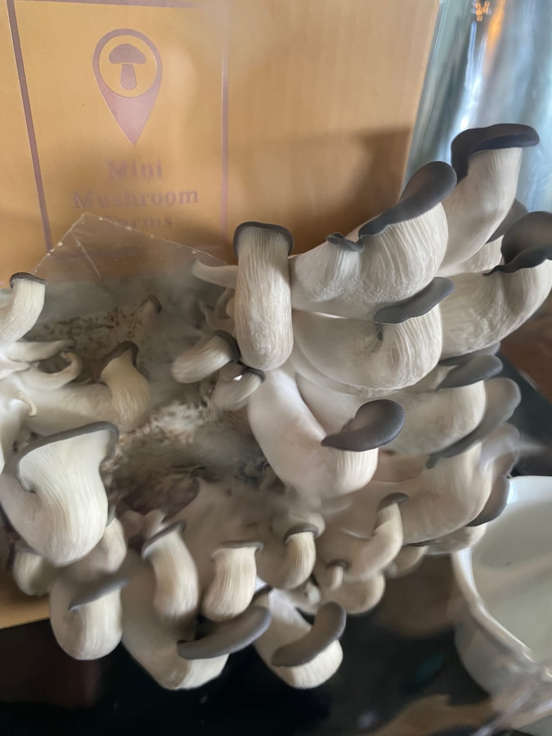 Customer photo review of Essentials Bundle Gift Set + Grow Kit