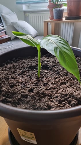 Customer photo review of Canna Türckheimii "Riesencanna" Rhizome