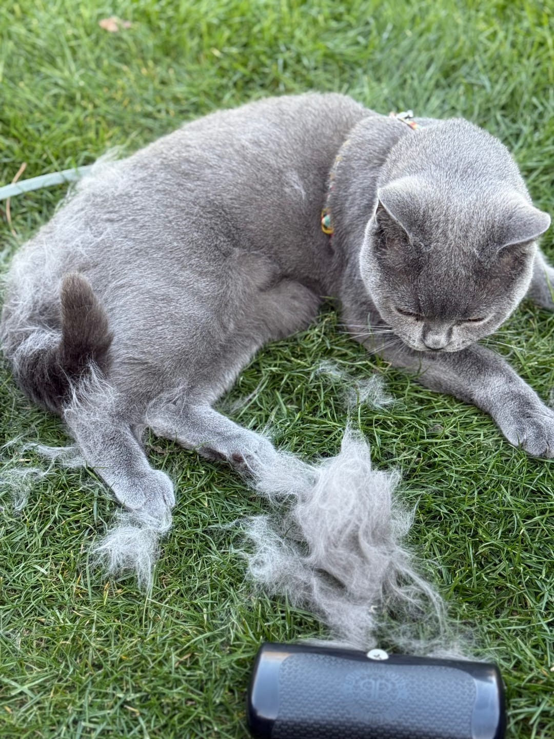 Customer photo review of Dog Deshedding Comb - Dog, Horse & Cat - Black
