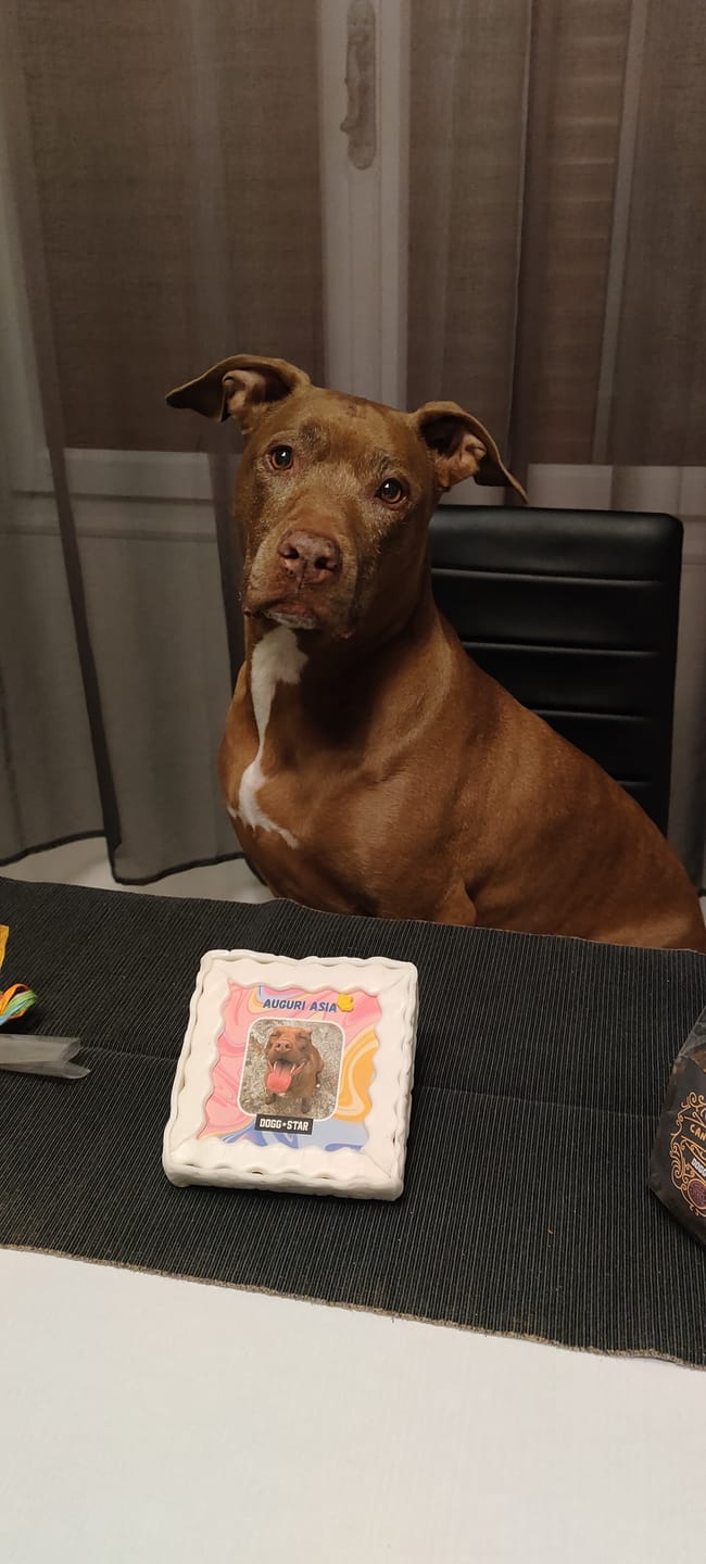 Customer photo review of Fotogenica Torta Per Cani CON FOTO e NOME