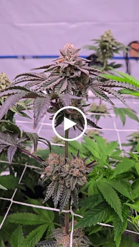 Customer video review of Lumina™ All-purpose Organic Amino Acid Biofertilizer