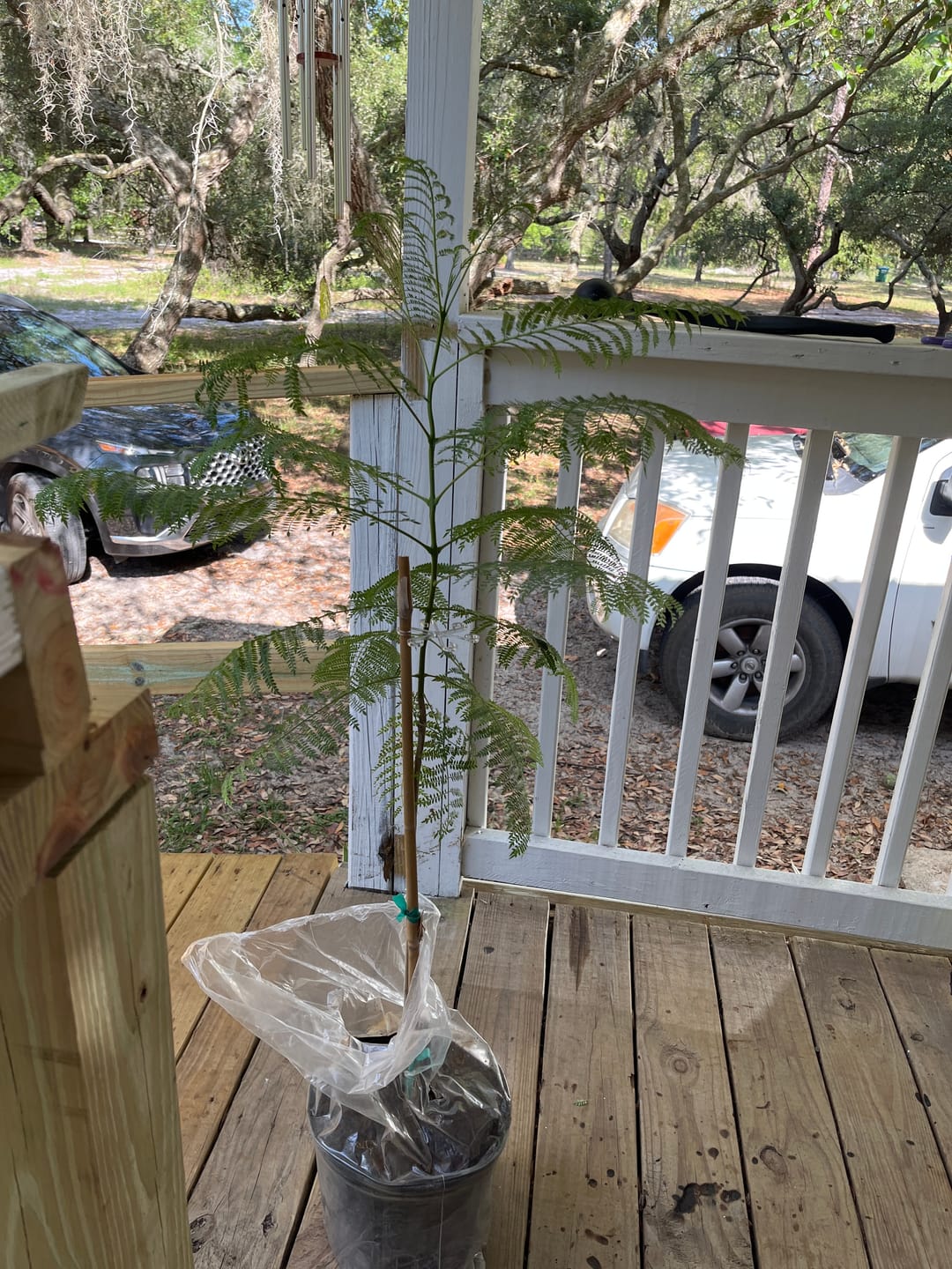Customer photo review of Purple Jacaranda Mimosifolia Flowering Tree