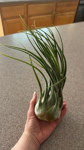 Customer photo review of Seleriana Giant Green