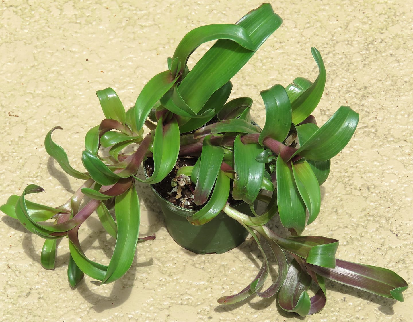 Customer photo review of Cyanotis arachnoidea 'Tampicana'