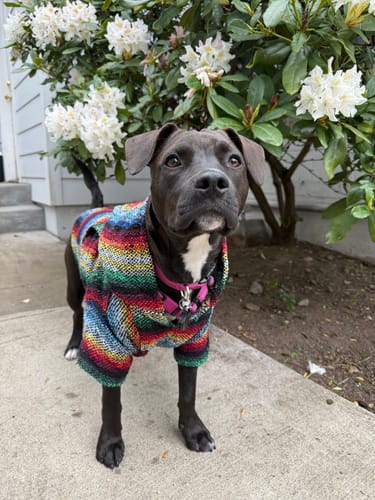 Customer photo review of Playa Poncho - Surprise Color