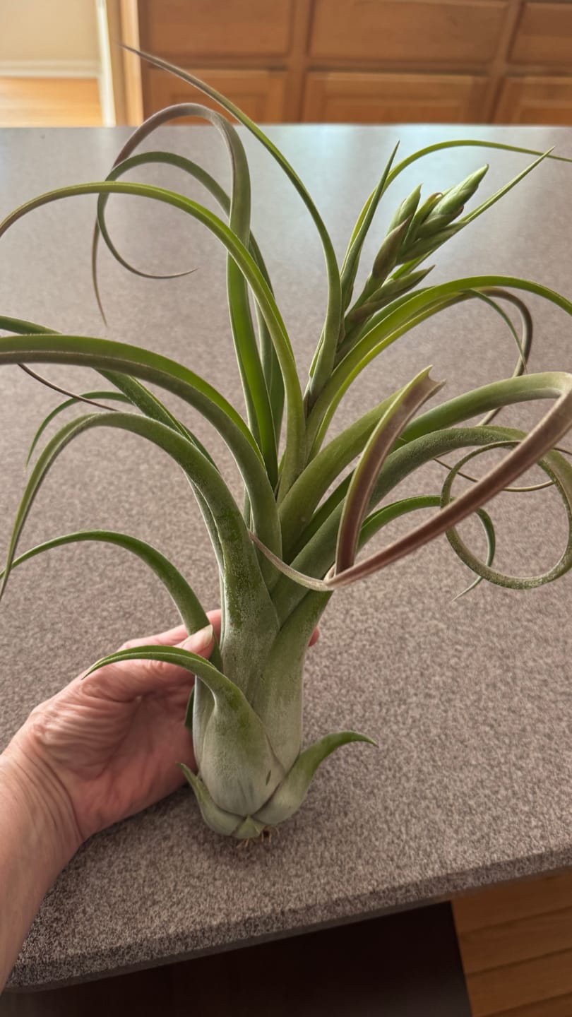 Customer photo review of Long John (pseudobaileyi x intermedia)