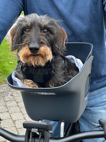 Customer photo review of Kvisp Dog Bike Carrier