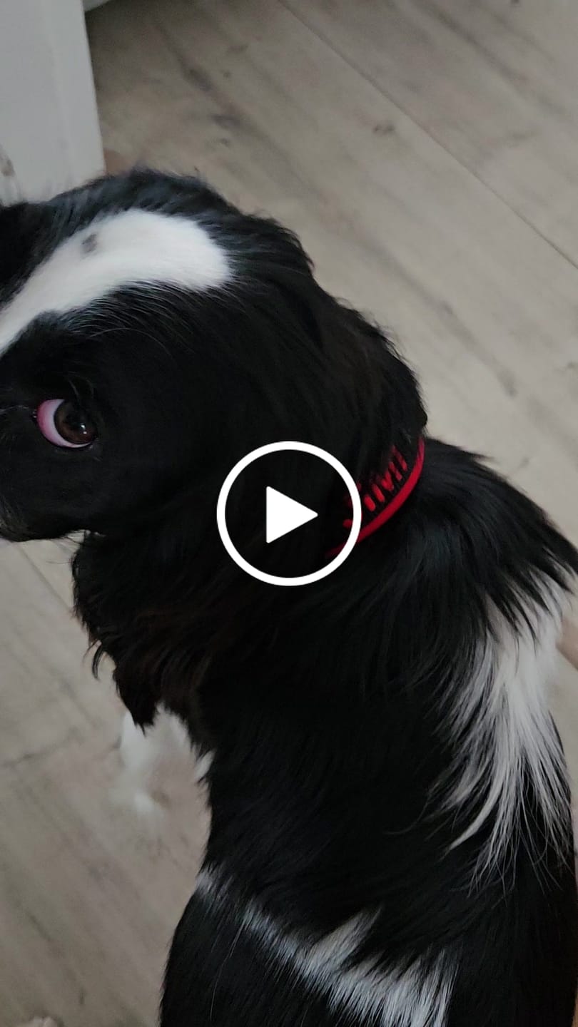 Customer video review of Neoprene Dog Collar with Name - M | 4Kyon