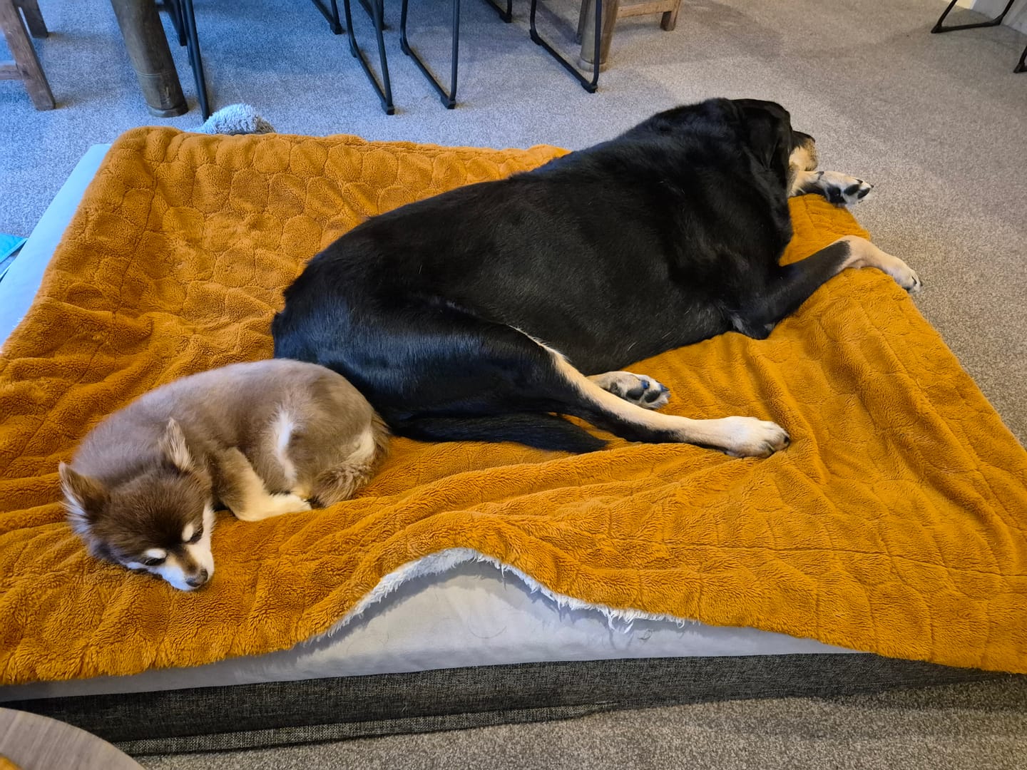 Customer photo review of Orthopaedic Memory Foam Bed