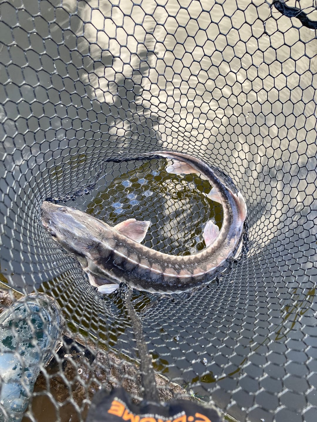 Customer photo review of PREMIUM COARSE PELLETS - ALLTECH COPPENS