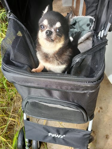 Customer photo review of PaWz 4 Wheels Pet Stroller with Detachable Basket