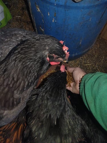 Customer photo review of BSF Larven - getrocknete Soldatenfliegenlarven