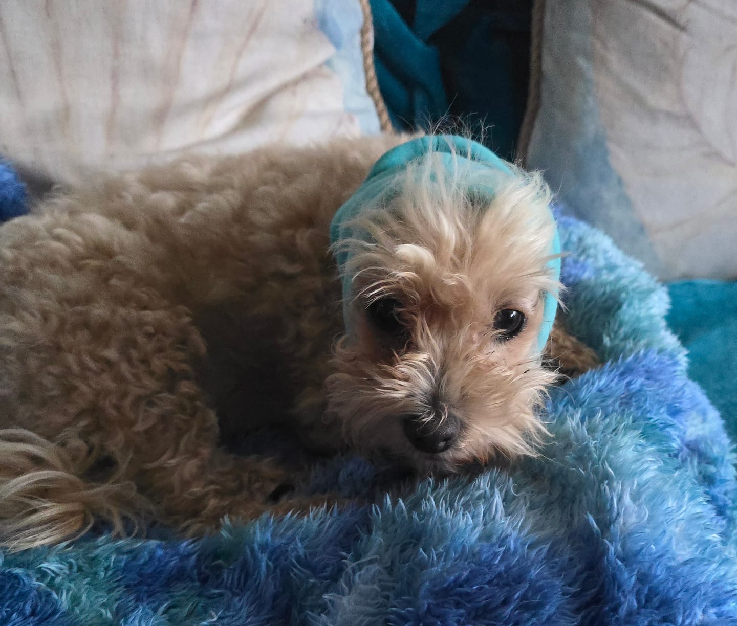 Customer photo review of Anxiety Calming Dog Earmuff Protector