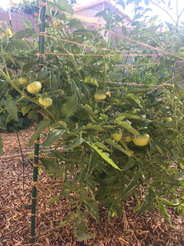 Customer photo review of Cherokee Purple Pole Tomato Seeds