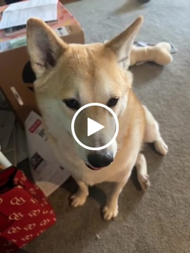 Customer video review of Simparica Trio For Dogs 22.1-44 lbs (10-20 kg)