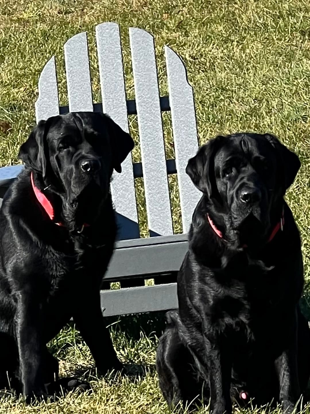 Customer photo review of FurLife™ - Flea & Tick Defense Chews for Dogs