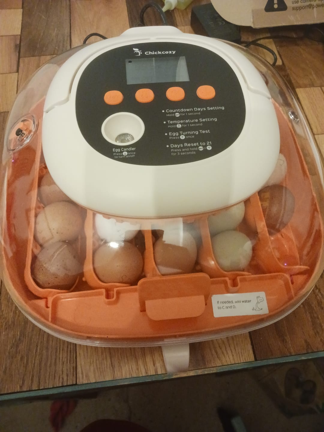Customer photo review of Egg Incubator -25 Egg Capacity