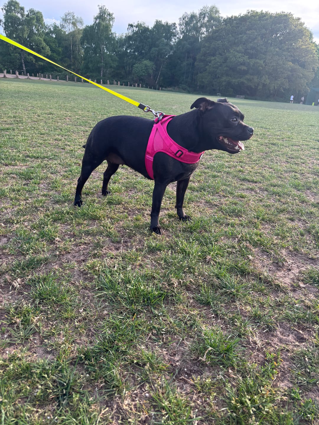 Customer photo review of Boomerang Harness - XS-M Breeds - Carminerose