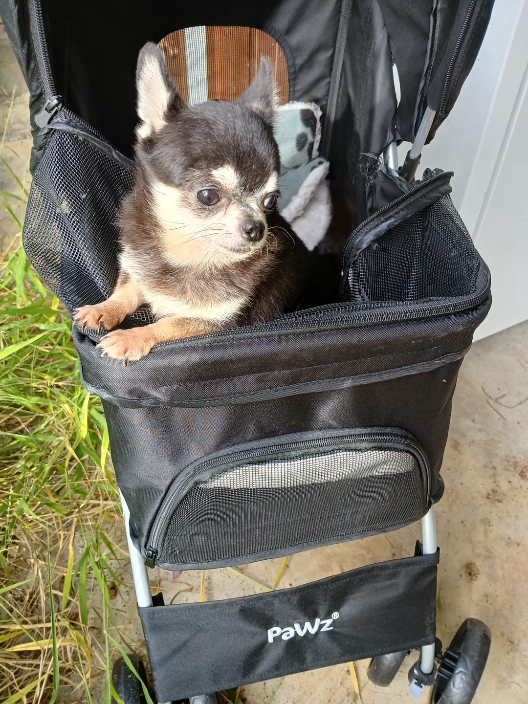 Customer photo review of PaWz 4 Wheels Pet Stroller with Detachable Basket