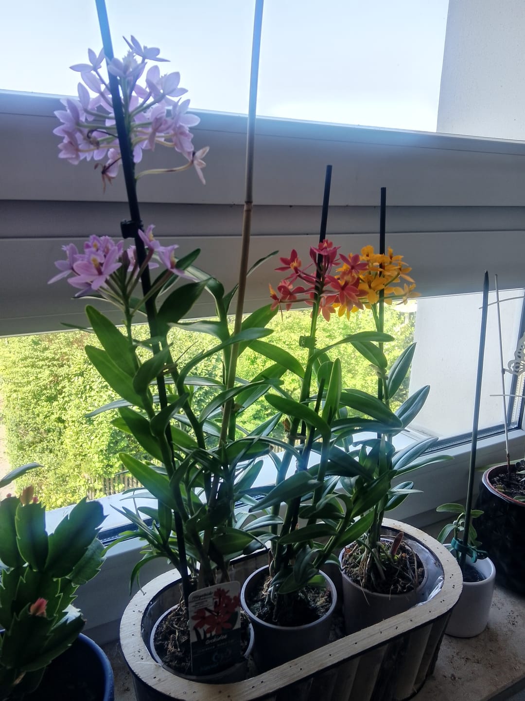 Customer photo review of Epidendrum Nordic Fire Dauerblüher im 3er Set mit 1+ Rispen