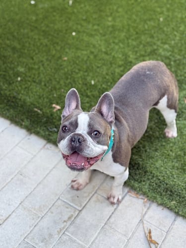 Customer photo review of Boneflex+ Signature Silver Bones Collar