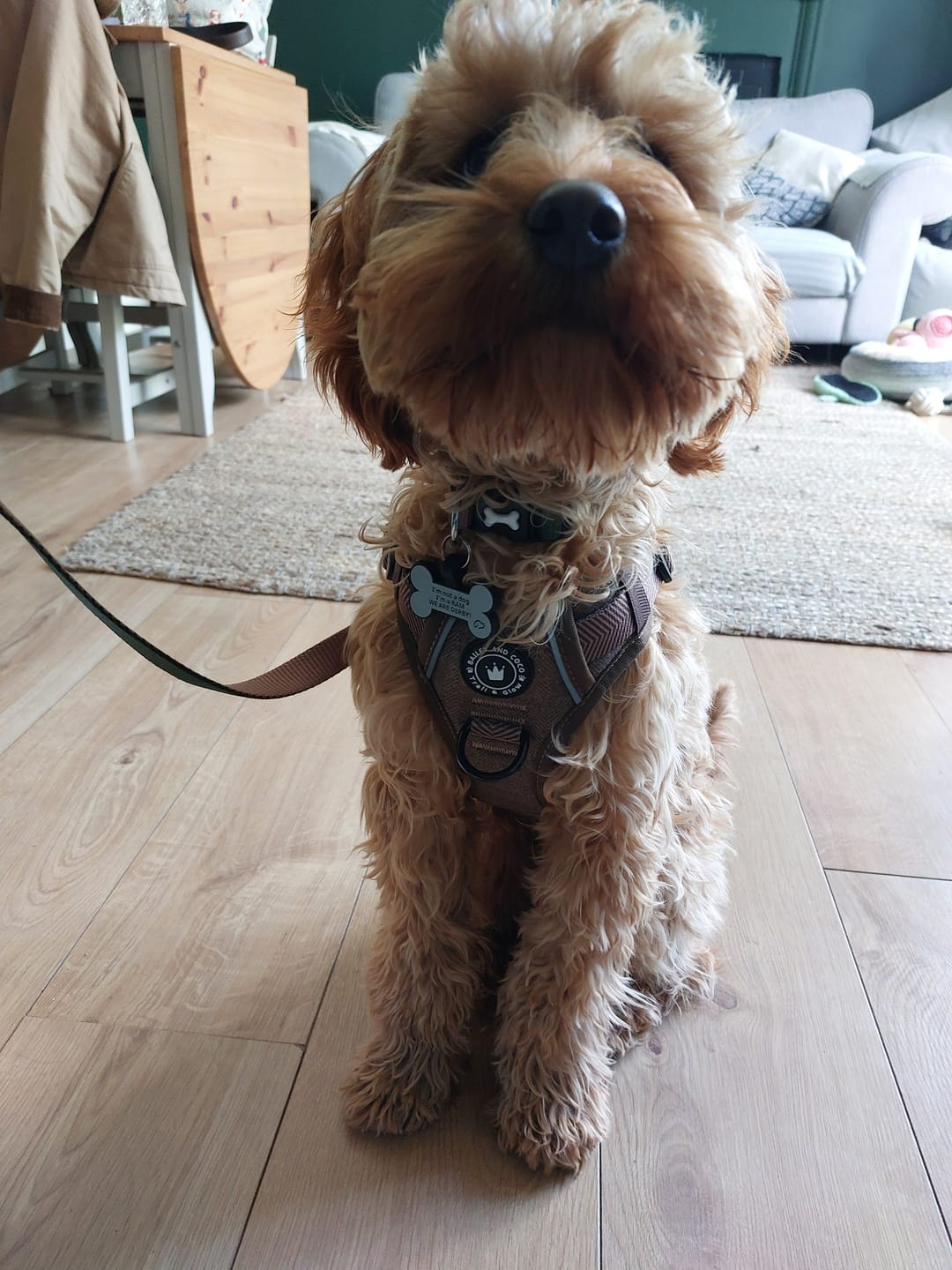 Customer photo review of Trail & Glow Tweed Dog Harness - Oxford Tweed