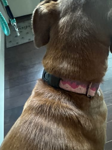 Customer photo review of FurLife™ 12 Months Flea and Tick Free