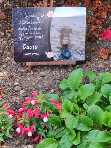 Customer photo review of Hunde Gedenktafel mit Foto & Spruch (UV- &  Wetterfest)