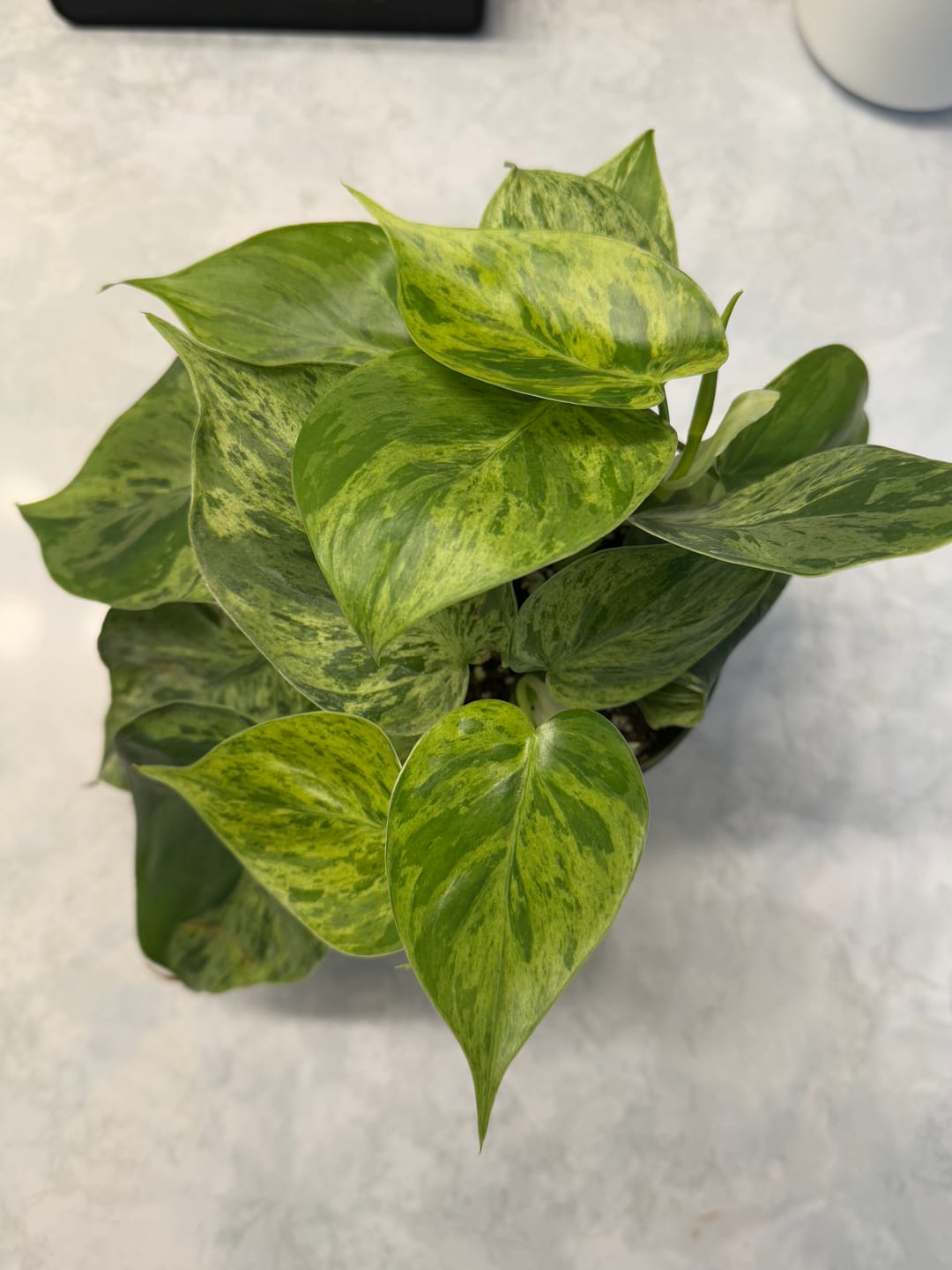 Customer photo review of Philodendron hederaceum variegated