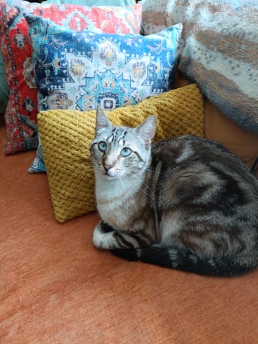 Customer photo review of Naturreines Katzenstreu