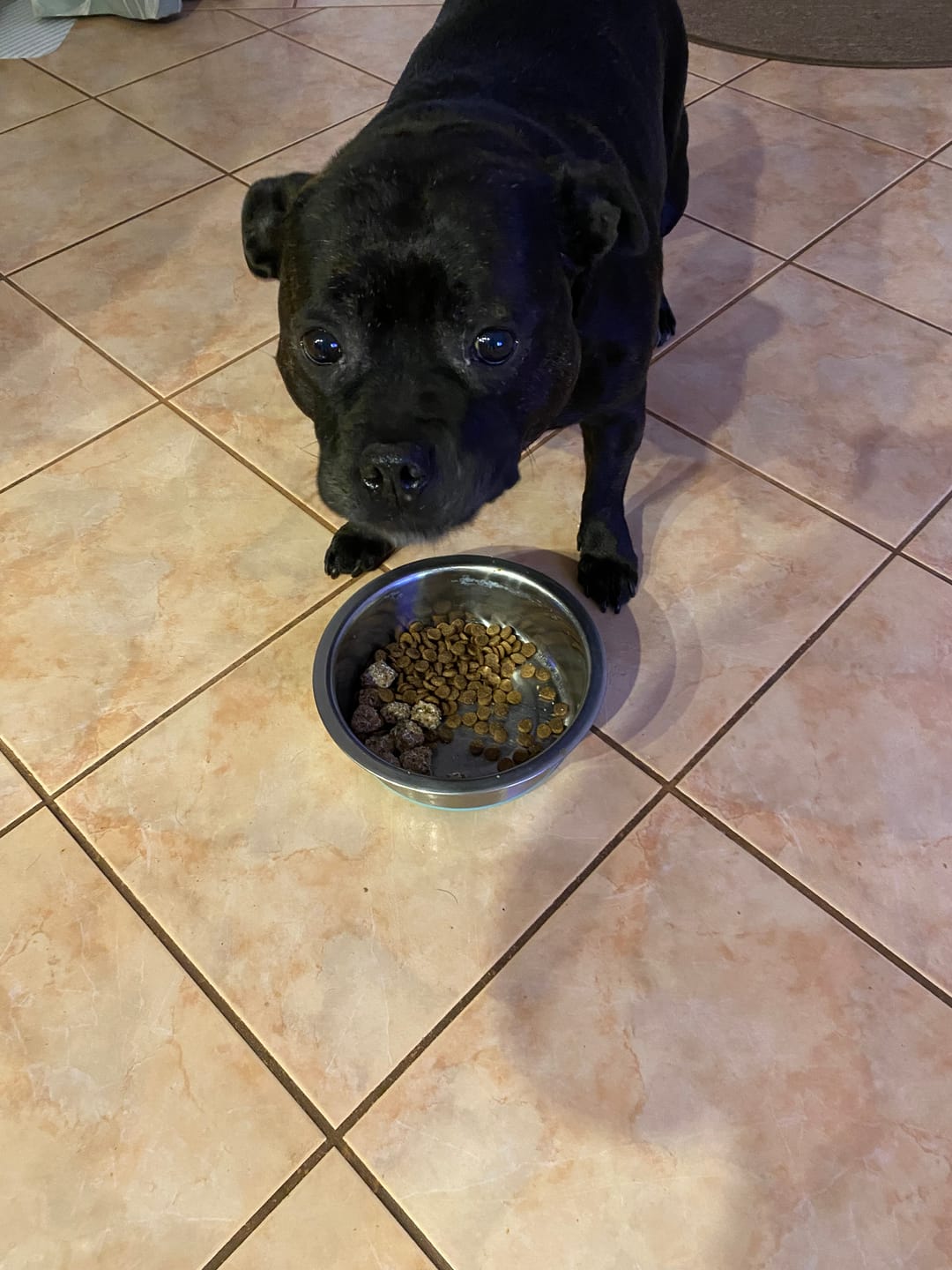 Customer photo review of Chicken Bics Premium Dry Food