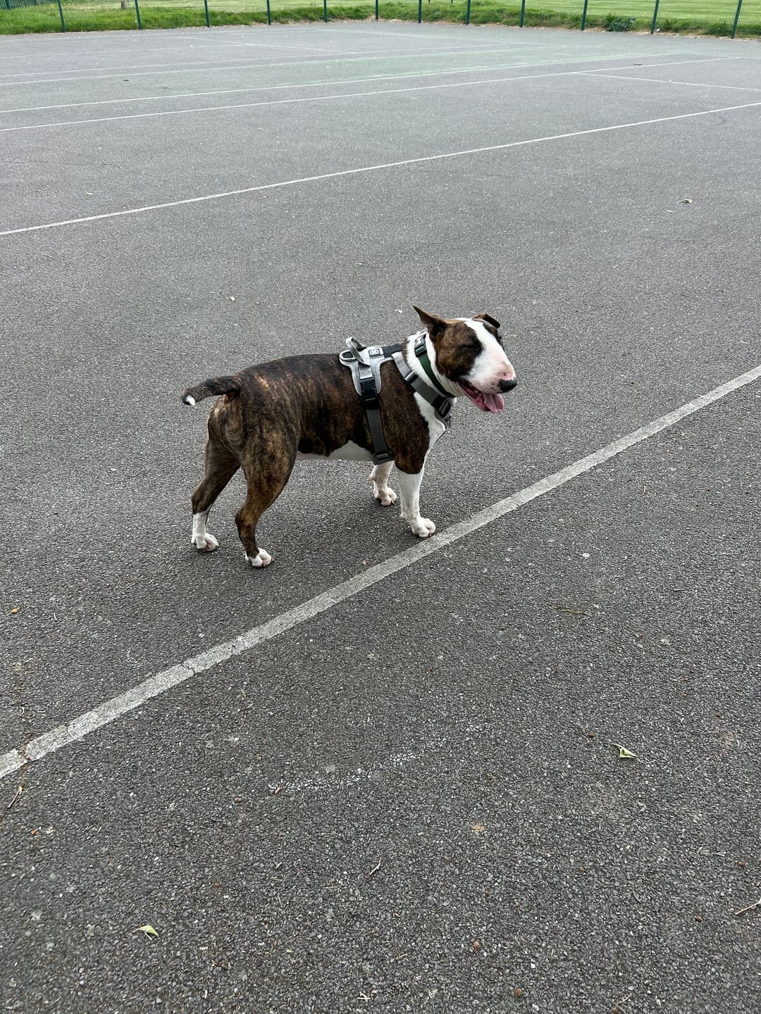 Customer photo review of Anti Pull Hurricane Harness - With Handle - Grey